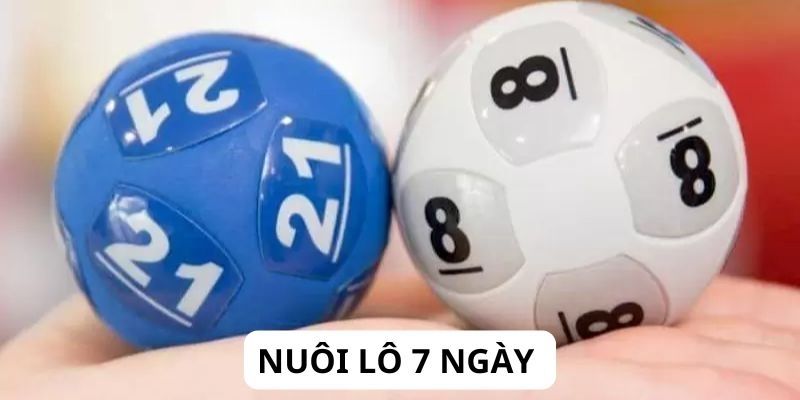 Nuôi lô 7 ngày mang lại cơ hội trúng cược cho người chơi